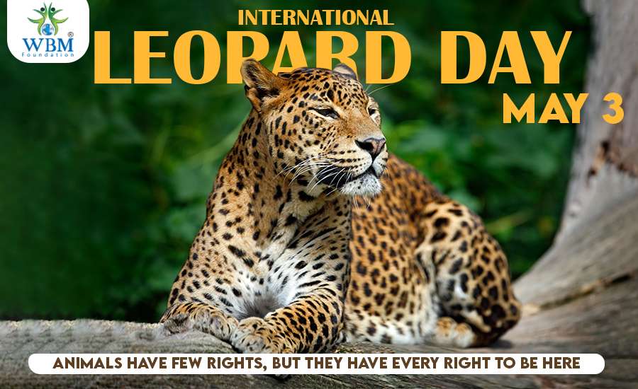 International Leopard Day